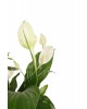 Spatifilyum Barış Çiçeği (Spathiphyllum)